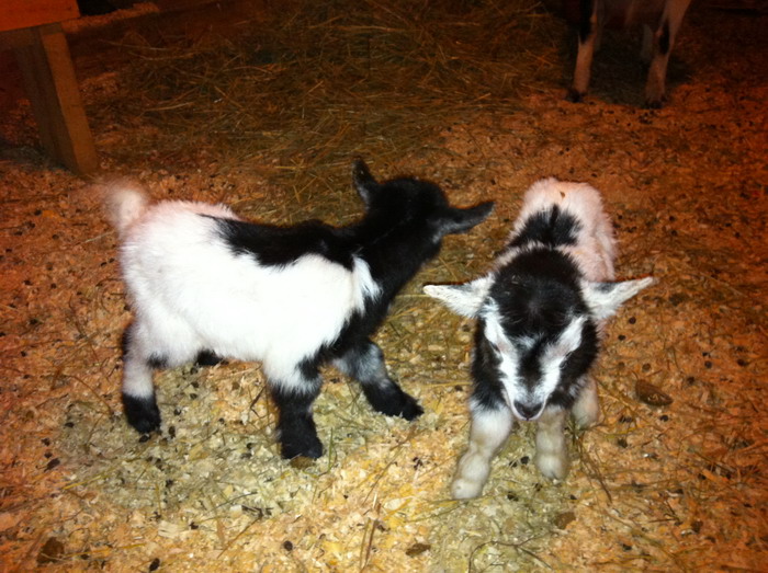 IMG_0016.jpg1.jpg"%20height="523"%20width="700